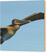 Brown Pelican, Pelecanus Occidentalis, Elizabeth Bay, Isabela Island, Galapagos Islands, Ecuador #1 Wood Print