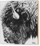 Buffalo Black And White Portrait Ii Wood Print