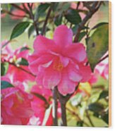 Camellia Japonica L. #1 Wood Print