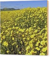 Carrizo Plain Super Bloom #2 Wood Print