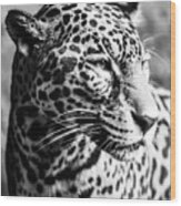 Cheetah #1 Wood Print