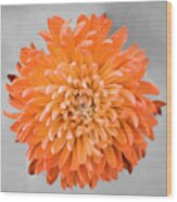 Chrysanthemum Flower Joy-orange Wood Print