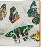 Collection Of Various Butterflies #1 Wood Print