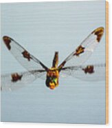 Dragonfly In Flight - Eaton Rapids, Michigan Usa - #2 Wood Print