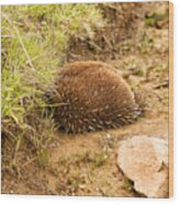 Echidna Burrowing For Protection #1 Wood Print