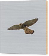 Eurasian Kestrel Falco Tinnunculus Costa Ballena Cadiz #1 Wood Print