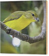 Female Thick Billed Euphonia Entreaguas Ibague Tolima Colombia #1 Wood Print