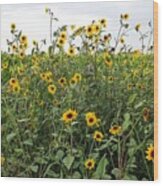Field Of Sunflowers #1 Wood Print