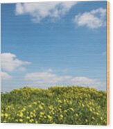 Field With Yellow Marguerite Daisy Blooming Flowers Against And Blue Cloudy Sky. Spring Landscape Nature Background Wood Print