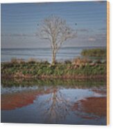 Reflection Of A Solitary Tree Wood Print