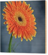 Fresh  Beautiful Orange  Daisy Flower Blossom.  Blooming  Flower #1 Wood Print