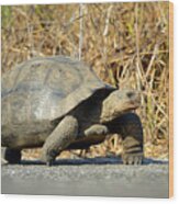 Galapagos Giant Tortoise, Chelonoidis Nigra, Urbina Bay, Isabela Island, Galapagos Islands, Ecuador #1 Wood Print