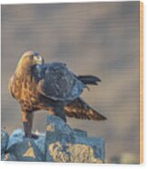 Golden Eagle With Prey At Golden Sunset - Aquila Chrysaetos #1 Wood Print