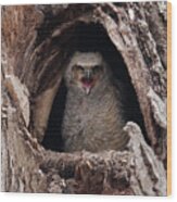 Great Horned Owlet #1 Wood Print