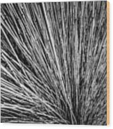 Horsetail Reed Bush #1 Wood Print