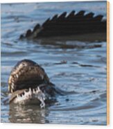 Hungry Alligator #1 Wood Print