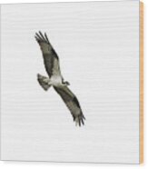 Isolated Osprey 2021-1 Wood Print