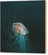 Japanese Sea Nettles Jellyfish #1 Wood Print