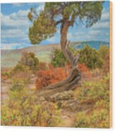 Juniper Tree, Black Canyon Of The Gunnison National Park, Colorado Wood Print