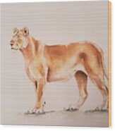 Lioness #1 Wood Print
