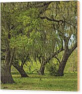 Live Oak Stand Wood Print