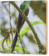 Long Tailed Sylph Recinto Manizales Caldas Colombia #1 Wood Print