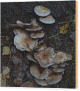 Mushrooms #1 Wood Print