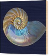Nautilus Shell #1 Wood Print