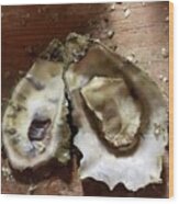 Oyster #1 Wood Print