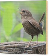 Pacific-winter Wren #1 Wood Print