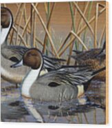 Pintail Ducks #1 Wood Print
