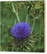 Purple Globe Artichoke Thistle Flower #1 Wood Print