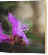 Purple Rhododendron Print Wood Print