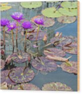 Purple Water Lilies And Pads Wood Print