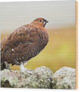 Red Grouse On A Dry Stone Wall In The Rain #1 Wood Print