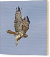 Red Tailed Hawk 3 #1 Wood Print