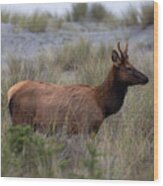 Roosevelt Elk Spike #1 Wood Print