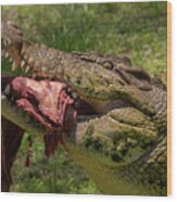 Saltwater Crocodile Eating Wood Print