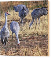 Sandhill Cranes Iii Wood Print