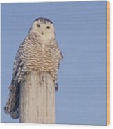 Snowy Owl #1 Wood Print