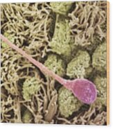 Sperm Cell. Scanning Electron Microscope (sem) #1 Wood Print
