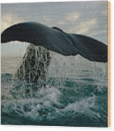Sperm Whale Tail #1 Wood Print