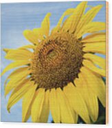 Sunflower Against Blue Sky #1 Wood Print