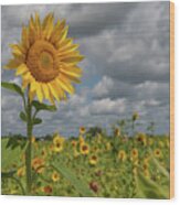 Sunflower In Field Wood Print