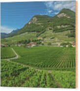 Terraced Vineyards Switzerland #1 Wood Print