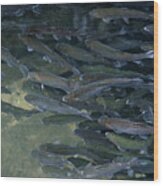 Trouts In Fish Pond #1 Wood Print