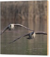 Two Canada Geese In Flight #1 Wood Print