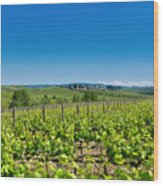 Vineyard, Tuscany, Italy #1 Wood Print
