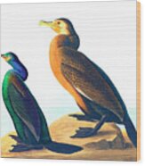 Violet-green Cormorant By John James Audubon Wood Print