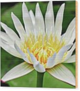 White Lily #1 Wood Print